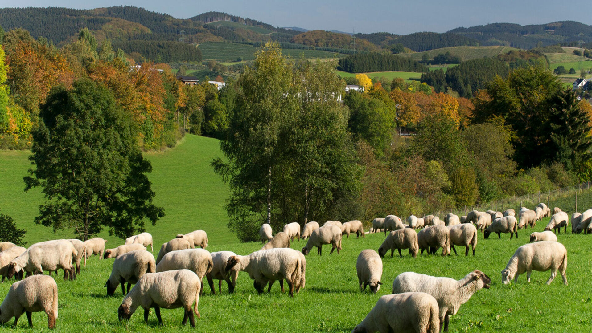 Schafe auf einer Weide oberhalb von Cobbenrode, Eslohe im Sauerland